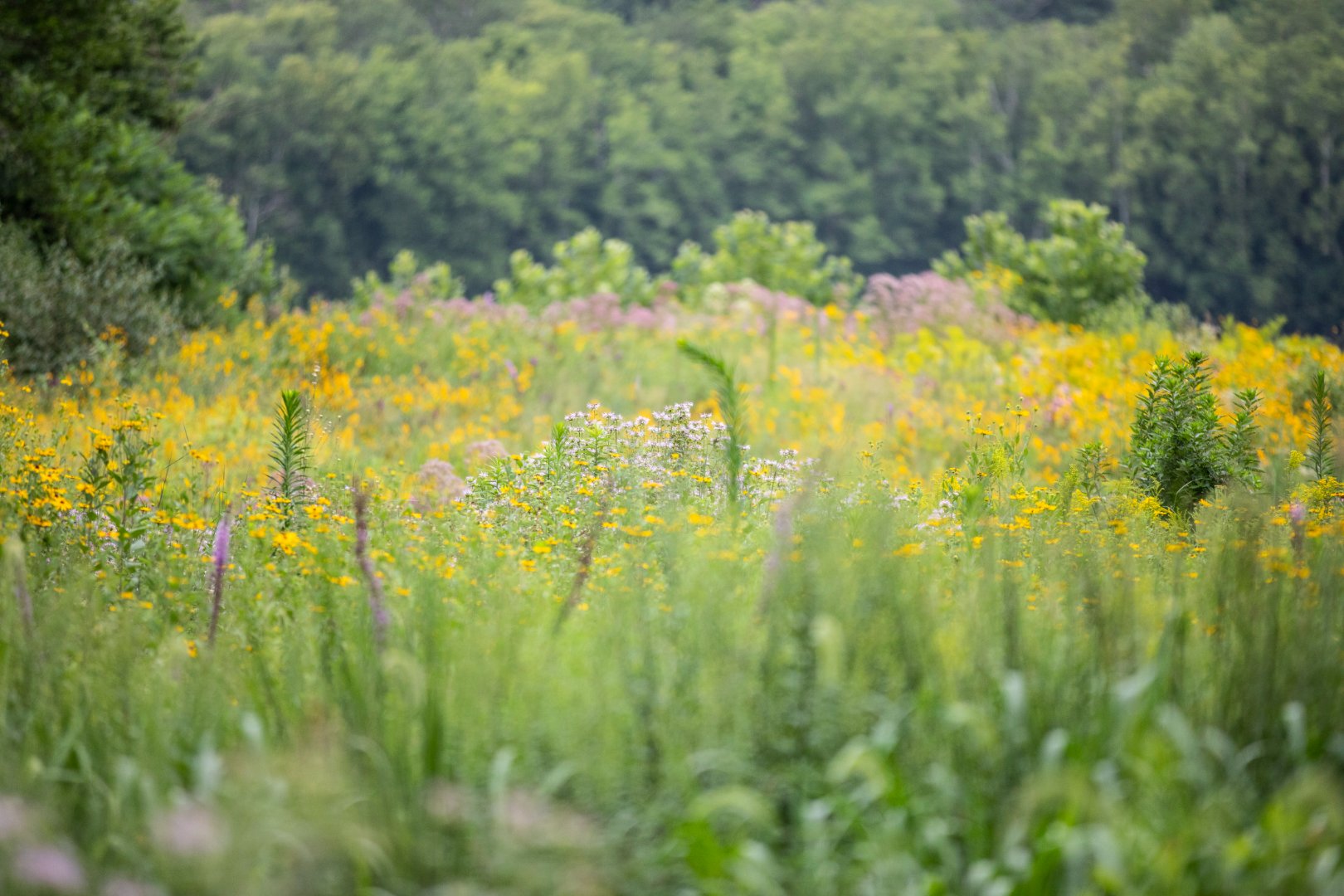 Pollinator Power in the Wild Birds Unlimited Native Pollinator Meadow