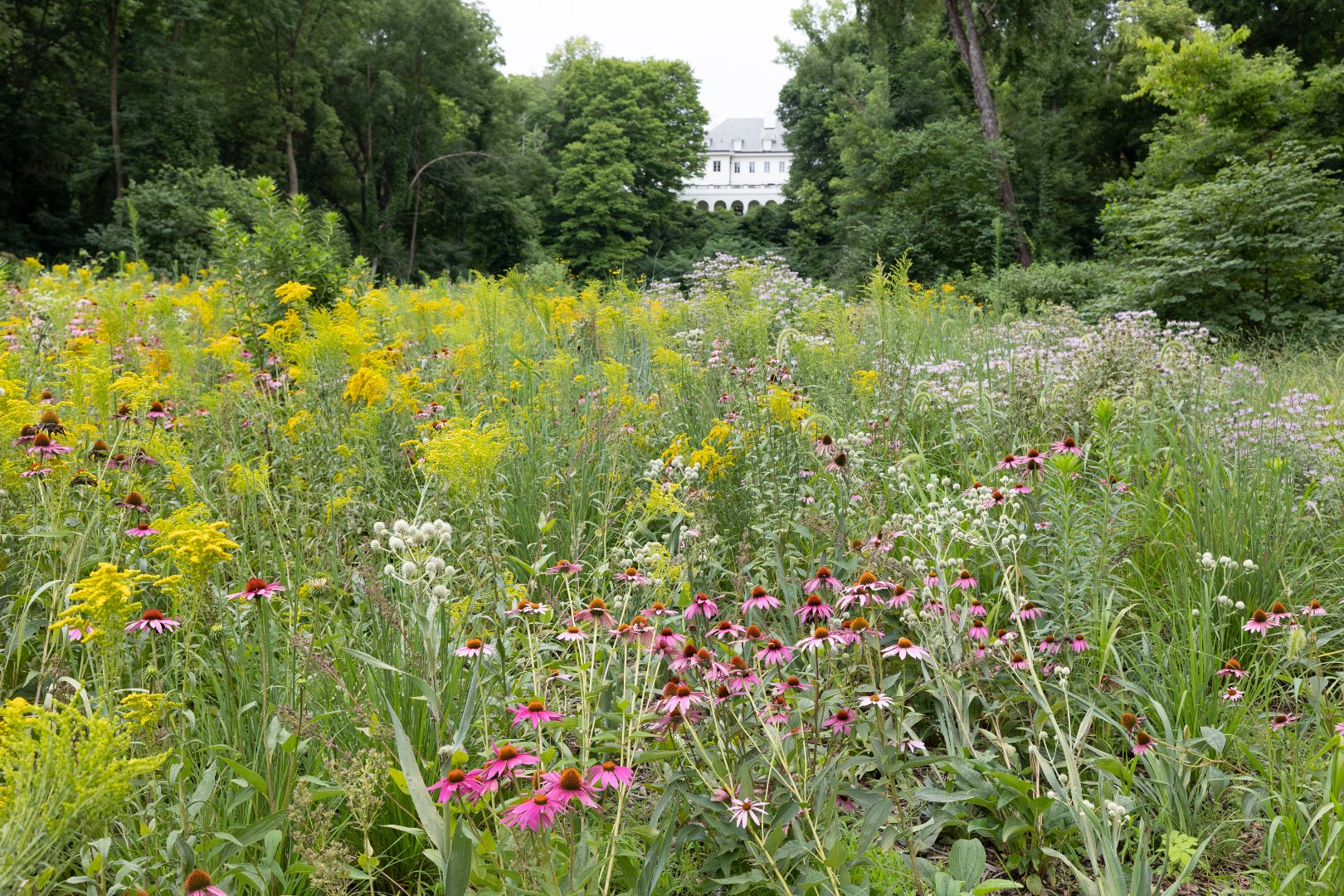 WBU Pollinator Meadow.jpg