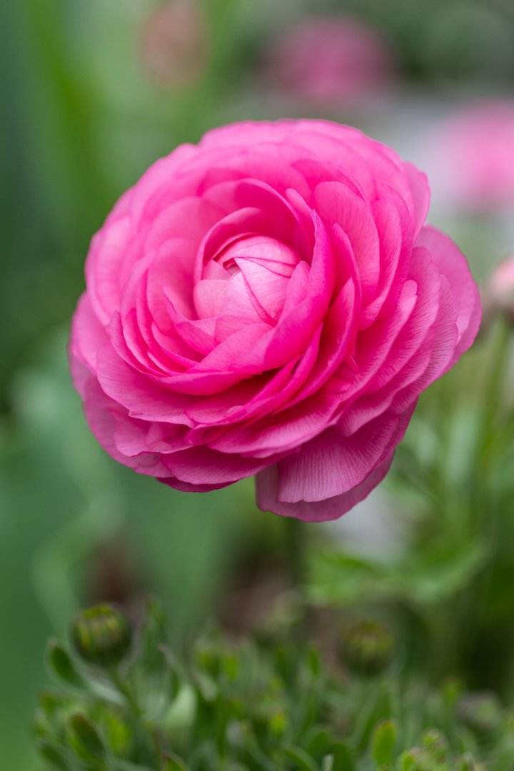 Pink Ranuculus.jpg