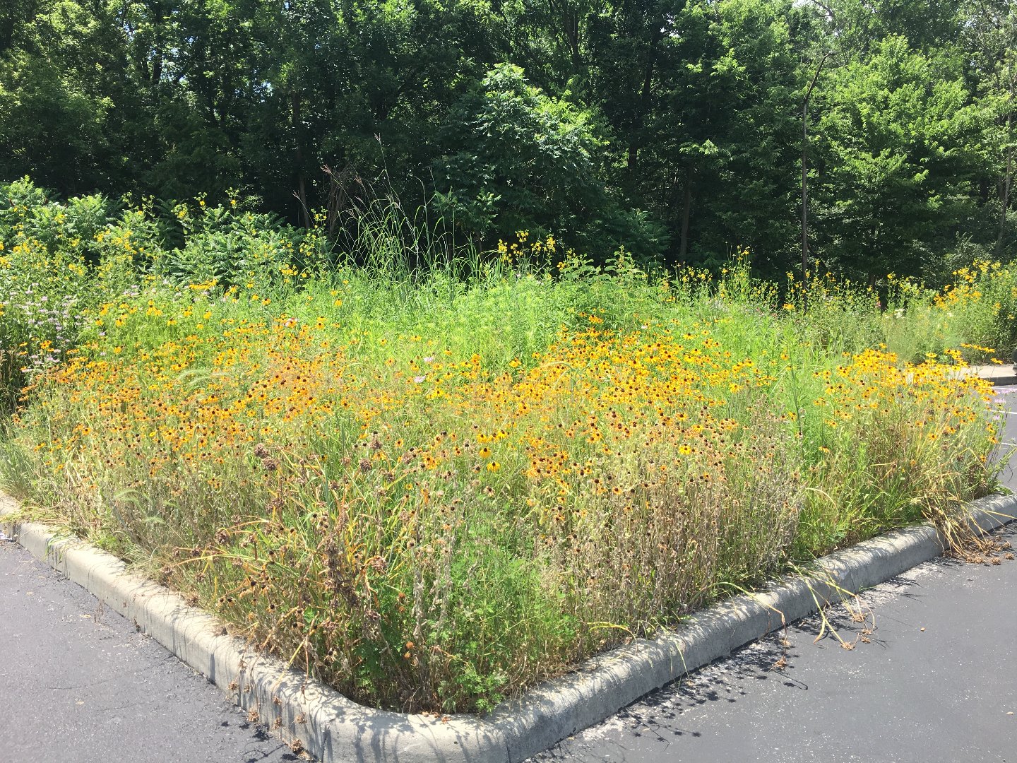 rain garden.jpeg