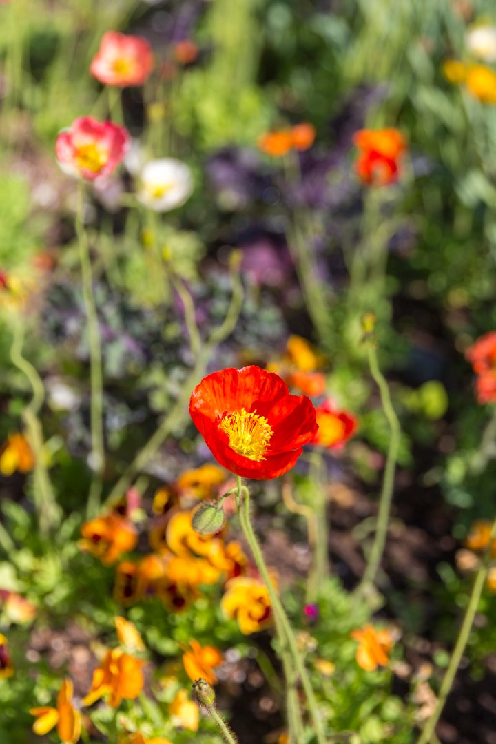 Icelandic Poppy.jpg